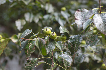 Wild pear with infected leaves. Disease on the leaves of a pear.