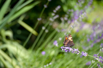 Kolorowy pomarańczowy owad motyl na gałązce lawendy rozmyte tło	
