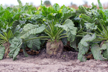 Sugar beet root damaged by agrophagous caterpillars of Noctuidae family - owlet moths.