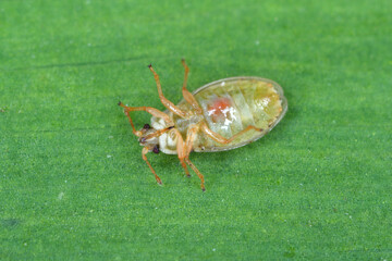 Piesma also Parapiesma quadratum (Piesmidae) called also Beet lace-bug or Beet leaf bug is a true bug, important pest of beet crops, cultivation.