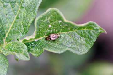 Capsid bug Miridae. An insect on potato a green leaf.