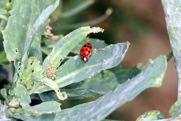 A closeup of the multicoloured Asian Ladybird / Ladybug (Harmonia axyridis) on green plants.