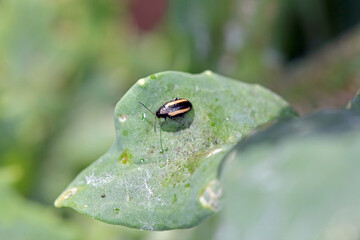 Phyllotreta undulata, known generally as the small striped flea beetle or turnip flea beetle, pest...