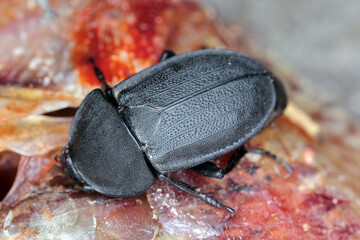 Beetle, an insect on a dead fish. High magnification. Macro photo.