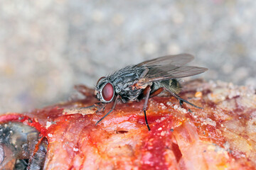 A fly on a dead fish. High magnification. Macro photo.