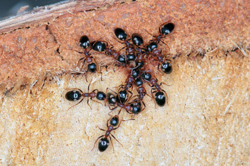 Four dots ants Dolichoderus quadripunctatus drinking sap seeping from a felled tree.