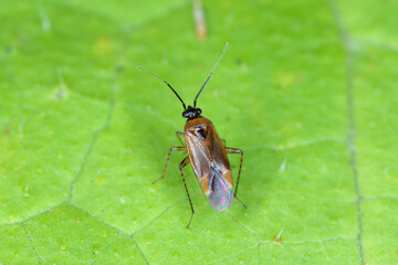 Capsid bug Miridae. An insect on a green leaf.