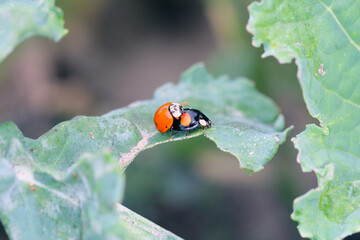 A closeup of the multicoloured Asian Ladybird / Ladybug (Harmonia axyridis) on green plants.