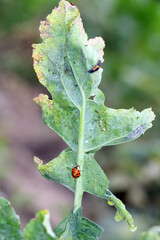 A closeup of the multicoloured Asian Ladybird  Ladybug (Harmonia axyridis) on green plants.