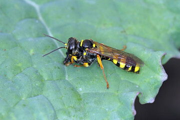 A wild wasp with a hunted insect.