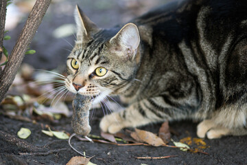 close up of a cat eating a mouse