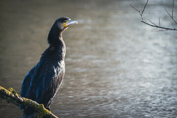 a portrait of a big cormorant looking for prey