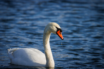 a portrait of a swan with water dripping from its beak