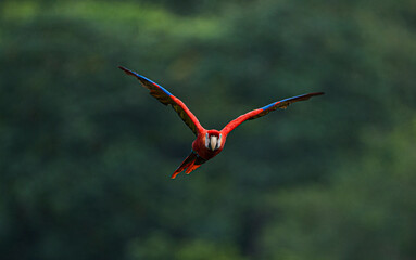guacamaya2 © Daniel