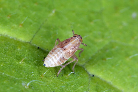 Planthopper from the family Delphacidae on leaf.