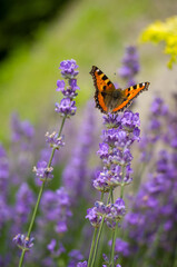Kolorowy motyl na lawendzie rozmyte tło