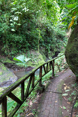 Obraz premium Trail Hiking trail jungle trail in the rainforest of costa rica