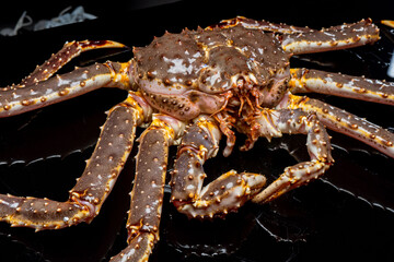 Raw live Kamchatka crab Paralithodes camtschatica, isolated on a black background