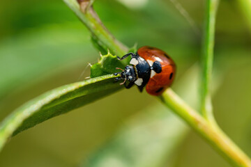 Close up of ladybug in the field climbing on the branch. 
