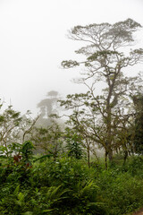 Trees in the fog in the rainforest of Costa Rica