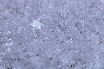 snowflake in the snow