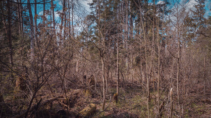 Swamp forest. Marsh vegetation.