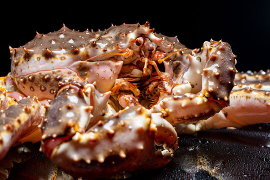 Raw live Kamchatka crab Paralithodes camtschatica, isolated on a black background