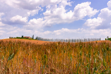 Fototapeta na wymiar Wheat field with farm and cypress road in Tuscany Italy