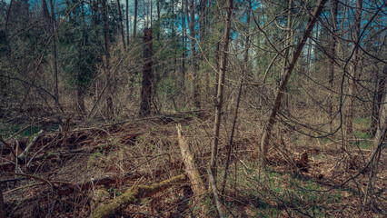 Swamp forest. Marsh vegetation.