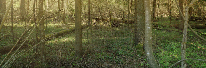 Panoramic view of the dense spring forest in the swamp. Atmospheric fabulous spring landscape.