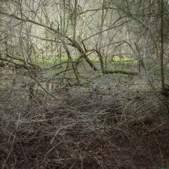 Panoramic view of the dense spring forest in the swamp. Atmospheric fabulous spring landscape.