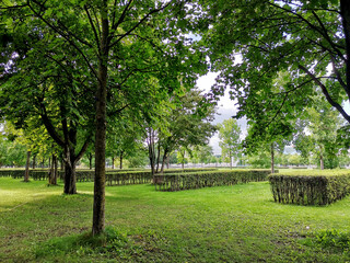 Fototapeta na wymiar Green trees and shrubs in Tiergarten park on a summer day