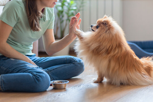 dog obedience. girl  holding treats, snack food, giving command, training to give paw to female owner. young woman playing with Pomeranian spitz at home. pet adoption