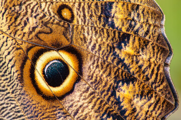 Eye pattern and texture of brown butterfly close-up. Abstract background and beauty of nature concept. Copy space.