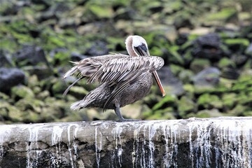 Galapagos © Paulina