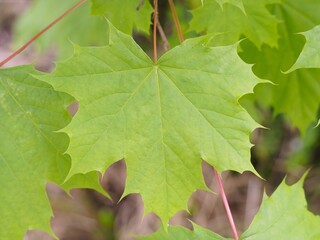 Frische, gr&uuml;ne Ahornbl&auml;tter im Fr&uuml;hling