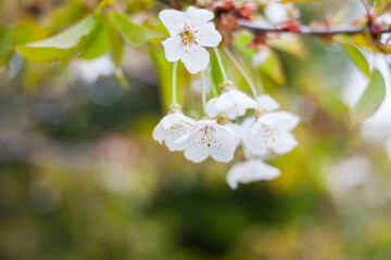 White Blossom