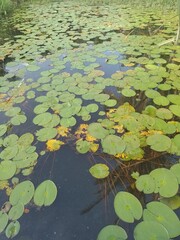 water lilies in the pond