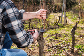 Close-up of a vine grower hand. Prune the vineyard with professional steel scissors. Traditional...