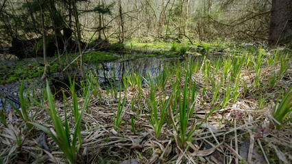 Swamp forest. Marsh vegetation.