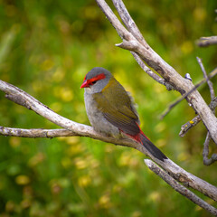 Red-browed Finch found in You Yangs National Park in Melbourne west Victoria Australia