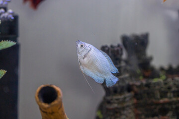 fish in aquarium