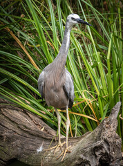 White- faced Heron captured in You Yangs National Park in west of Melbourne Victoria Australia