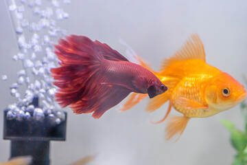 Veiltail betta attacking goldfish and other fish in collective aquarium