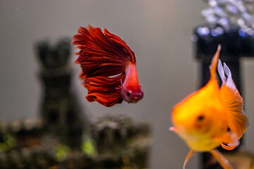 Veiltail betta attacking goldfish and other fish in collective aquarium
