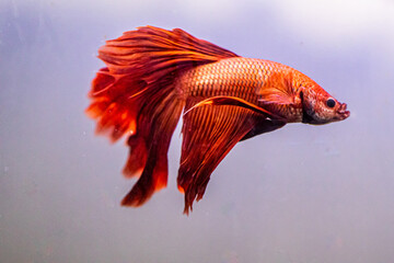 Fototapeta premium red betta fish veil tail in aquarium