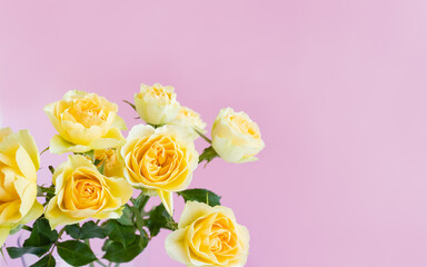 Gentle yellow roses on pink background. Wedding flower banner. Selective focus, copy space