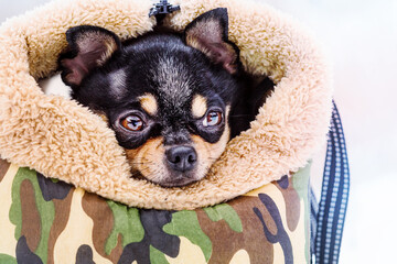 Dog mini breed chihuahua in a dog bag in snowy weather in winter. Animal, pet.