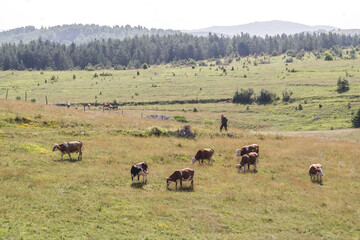 Villager and his cows on the pasture on Pešterska visoravan in south western Serbia