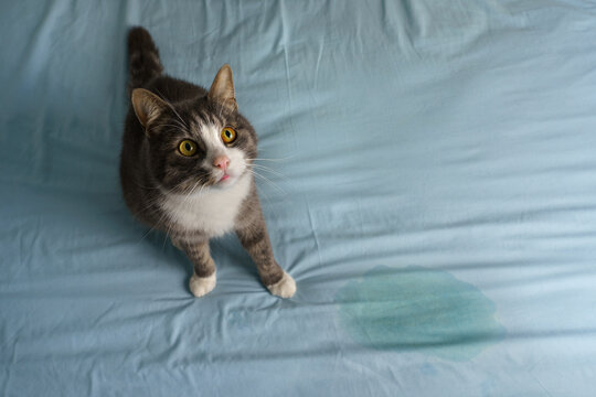 Domestic cat sitting near wet or piss spot on the bed. Cat peeing or urinating on bed